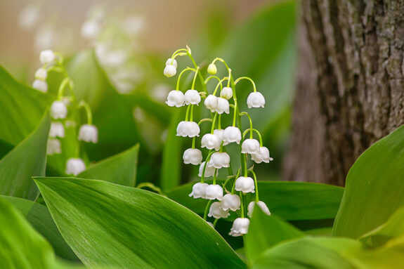 muguet.jpg